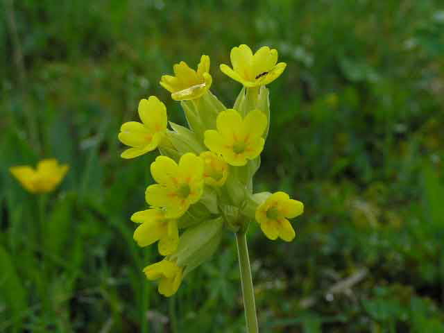 Alpbach Flora