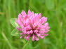 Alpbach Flora