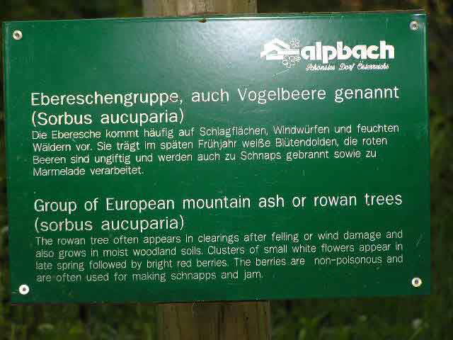 Alpbach Flora