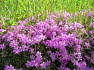 Alpbach Flora