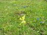 Alpbach Flora