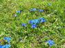 Alpbach Flora
