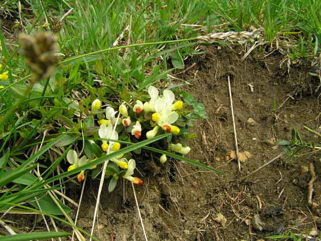 Alpbach Flora