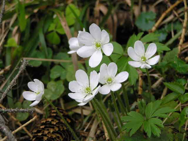 Alpbach Flora
