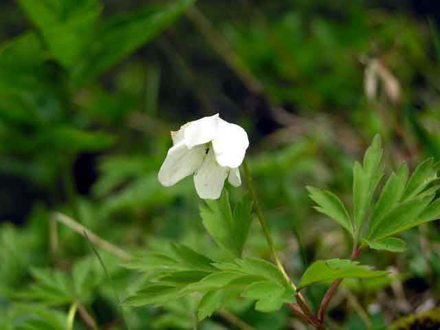 Alpbach Flora