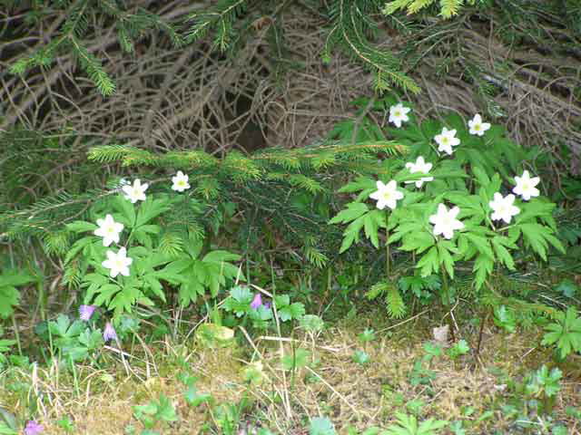 Alpbach Flora